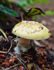 Amanita Adult fungi on the forest floor 