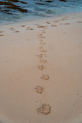 Human footprints on the clean white sand of the beach. Close-up view of human footprints leading along the beach towards the sea. Clean beach sand with tourist footprints