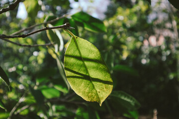 Creative nature photo with fresh green leaf on deciduous tree in a morning sunlight. Awakening of nature in spring garden, park. Shadows on leaves.