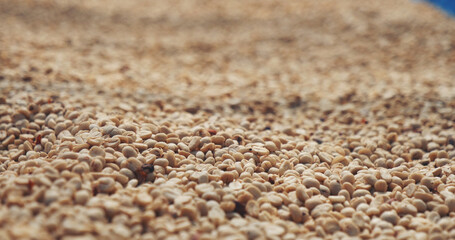 Raw coffee beans heap dry green seed unroasted grain in eco farm. Aroma espresso farm plant coffee bean agriculture objects. Sun dried Freshness Arabica processing harvest black coffee
