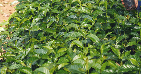 Banner Agriculture Green coffee tree growing berry bean plant. Coffee tree farm growth in eco...