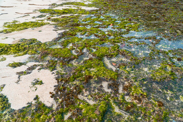 Detail of coral, moss and white sand from a hidden beach that is still very empty of tourists on the southern side of Indonesia. The beach with a very beautiful view in the morning