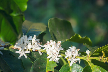 Coffee flower tree green nature white color blossom. White flower on coffee tree Robusta arabica berries on coffee farm garden. Fresh bean berry plantation. Agriculture growth in green organic farm