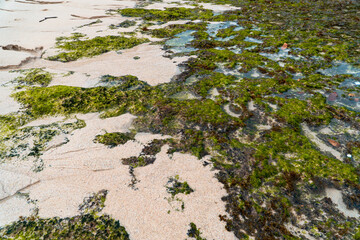 Detail of coral, moss and white sand from a hidden beach that is still very empty of tourists on the southern side of Indonesia. The beach with a very beautiful view in the morning