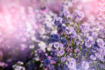 Purple Pastel margaret flower floral soft nature blossom blurred background. Pastel violet romance...