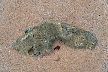 Detail of coral rocks on the edge of a white sand beach on the south coast of Pacitan, East Java, Indonesia. Coral rocks are scattered throughout the beach with hollow contours and irregular shapes