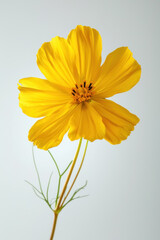 Yellow Cosmos flower soft elegant vertical background, card template