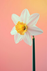 Obraz premium Pink daffodil flower soft elegant vertical background, card template