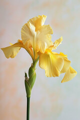 Yellow iris flower soft elegant vertical background, card template