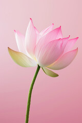 Pink lotus flower soft elegant vertical background, card template