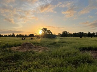 Obraz premium Rural photography animals in central Queensland
