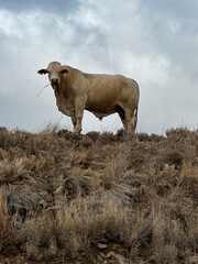 Rural photography animals in central Queensland