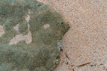 Detail of coral rocks on the edge of a white sand beach on the south coast of Pacitan, East Java, Indonesia. Coral rocks are scattered throughout the beach with hollow contours and irregular shapes