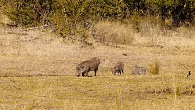 Warthog, Phacochoerus africanus, herd, savannah, sunshine, Lake Kariba National Park, Lake Kariba, Zimbabwe, Africa