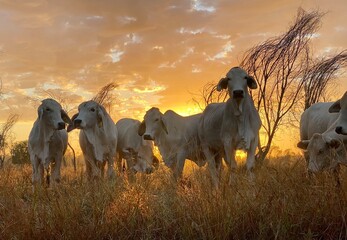 Rural photography animals in central Queensland