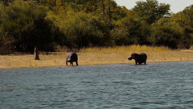 Hippopotamus, group, Hippopotamus amphibius, mammal water, forest, beach, reservoir, lake, sunshine, Lake Kariba National Park, Lake Kariba, Zimbabwe, Africa