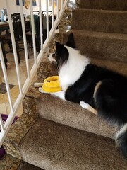 dog on stairs