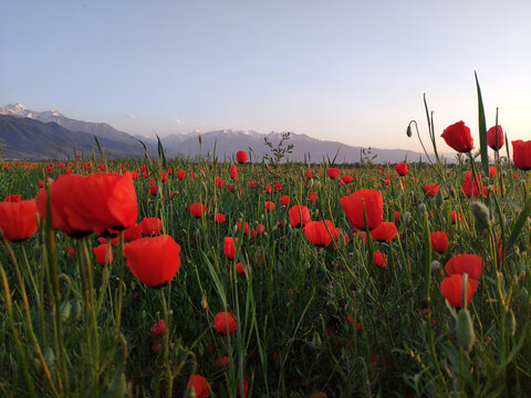 Red poppies and wildflowers in the hills during the spring. flower on mountain slope. Floral background.