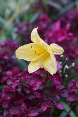 Obraz premium The yellow flowers of the Daylily plant