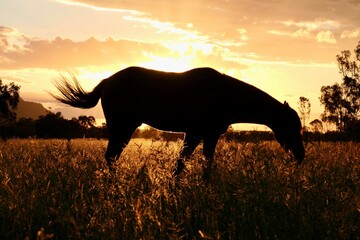 Rural photography animals in central Queensland