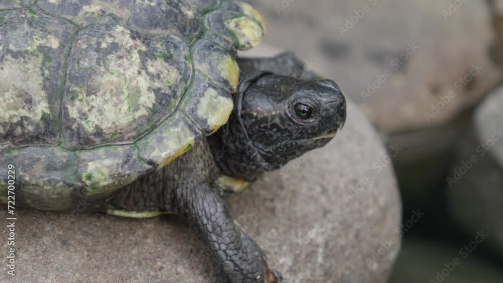 Poster black red-eared slider turtle resting on rock. trachemys scripta elegans.