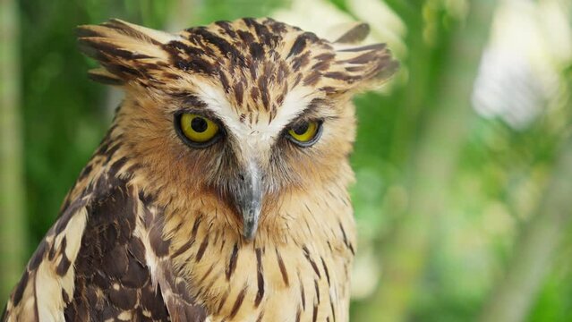 Face of buffy fish owl with green vegetation background. Ketupa Ketupu