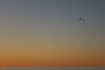 Beautiful wallpaper picture of birds flying with the sunset behind. Magical wildlife moment in Exmouth, Western Australia. Golden hour sky over the ocean, vacation and free spirit.