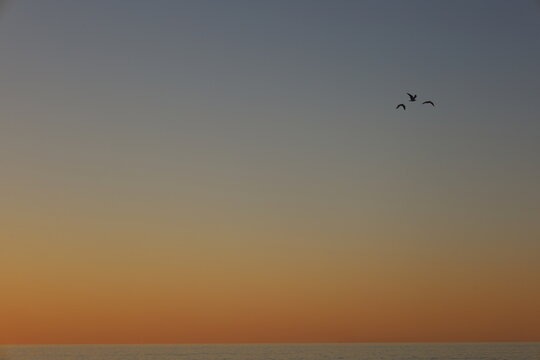 Beautiful wallpaper picture of birds flying with the sunset behind. Magical wildlife moment in Exmouth, Western Australia. Golden hour sky over the ocean, vacation and free spirit.
