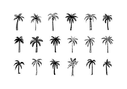 Hand drawn palm tree doodle element set. Black and white hawaiian clipart, isolated summer vacation collection in vintage art style. Tropical plant painting illustration bundle.