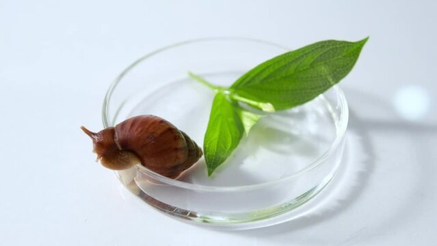 Each drop of water falls into a transparent petri dish. In it there is a snail and green leaves. White background of laboratory for commercial use.