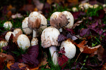 Group of shaggy ink cap mushrooms among red and purple fall leaves; beautiful composition of shaggy...