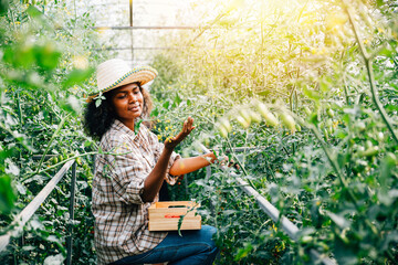 A black woman farmer waters tomato plants using a spray bottle in a greenhouse. Dedicated care for...
