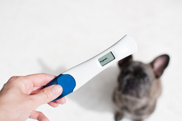 Hand holding positive pregnancy test with a dog in the background. Pregnancy test. New family...