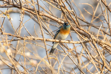 colorín aliblanco, azulillo lapislázuli o colorín pecho canela (Passerina amoena) 