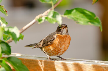 American robin stands on a backyard fence