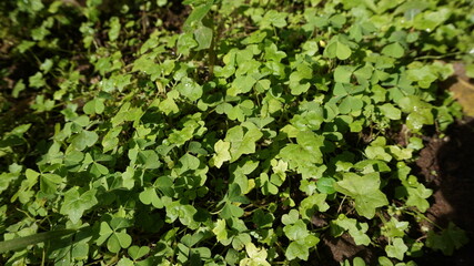 Oxalis corniculata plant growing in the yard