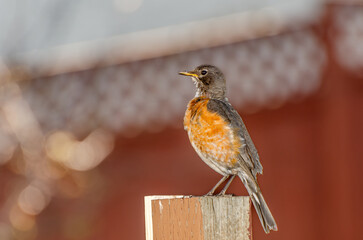American robin stands on a backyard fence post