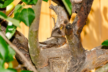 American robin well camouflaged brooding