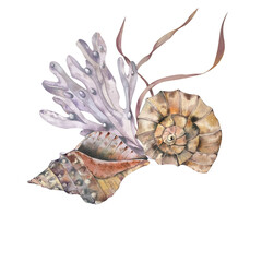 the composition of a seashells with algae. handmade watercolor illustration. isolated on a white background. for your design