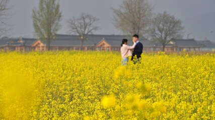 Rape flower field and happy family on a spring day in Korea