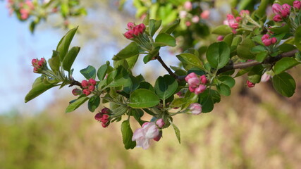 Obraz premium Beautiful spring flowers in Korea