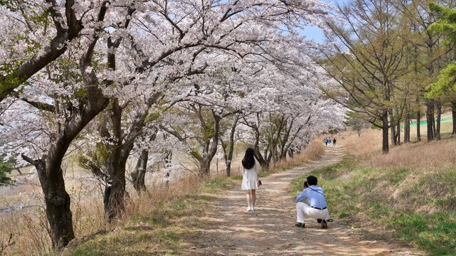 A spring day in Korea, cherry blossom trees and lovers