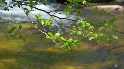 Spring scenery of Seoknamsa Valley, a temple in Korea