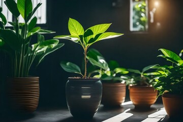 plant in a pot, lush green plants in ceramic pot, sunrays on plants