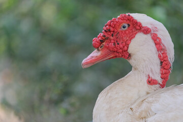 portrait of a duck