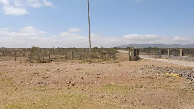 Natural Landscape Seen From Road Trip In Narok, Kenya. Driving By Herd Of Cows. POV