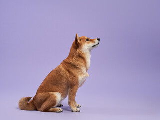 A vigilant Shiba Inu sits attentively against a lavender backdrop, its gaze fixed in the distance. High quality photo
