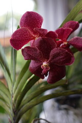 Maroon colored flowers from the vanda orchid plant © Nurma
