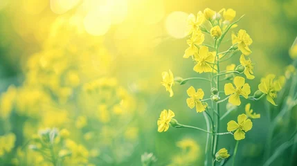 Zelfklevend Fotobehang Macro view of mustard flowers © MdBaki