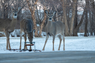 Landscape view of two white-tailed deer eating at a corn feeder in a woodland backyard on a winter day